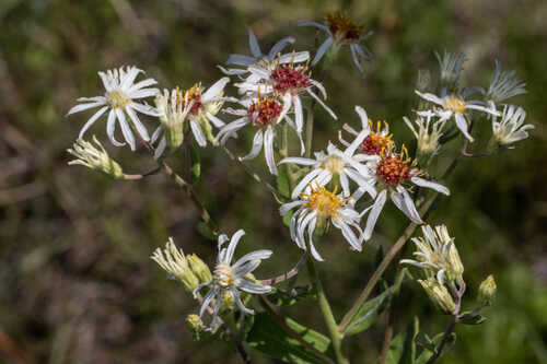 Oclemena reticulata #1